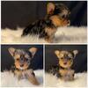 Yorkies puppies 