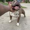 American bully for sale