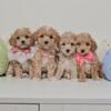 🎄 Christmas Joy Starts Here – Adorable Puppies at Puppy Palace! 🐾