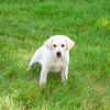 Labrador Puppy - Perseus