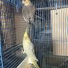 Cockatiel Pair (Female and Male)