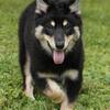 Female Shepherd Husky mix puppies 3 months old "Abby"