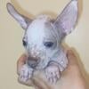 Hairless (Chinese crested/Chihuahua) female