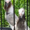 Jacobin pigeons foe sale