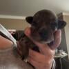 Yorkie chi puppies, party/merle