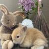 Magnificent Lionheads - chocolate or lilac tort girl - pedigreed - ready end of May