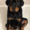 Sweet AKC Rottweiler Puppy needs a new home.