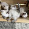 Seal point Siamese kittens available today