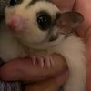 Female SugarGlider ready for her forever home