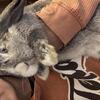 Hollander lop bunny