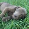 Female Chocolate Lab pups 🖤💜