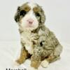 Miniature Bernedoodle Puppies! Available Today