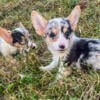 Corgi puppies blue Merle American corgis 