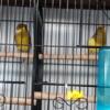 Gloster canaries for sale