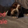 CKC REGISTERED BASSET HOUND PUPPIES