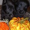 Black AKC German Shepherd puppies