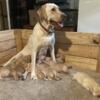 AKC Labrador Retriever puppies