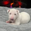 Akc Registered Bull Terrier Pup