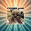 Ragdoll kittens ready to go around September 8
