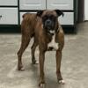 Beautiful AKC Registered Adult female Boxer - Lily (Born 1/17/19)