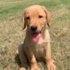 Labrador Retriever Puppies