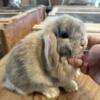 Holland Lop Harlequin Buck - 8 Weeks