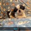 Shihtzu puppies available