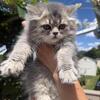 Purebred Persian Girl