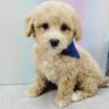 Toy Poodle Puppies for sale New York- New Jersey