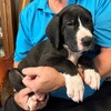 Great Dane Puppies. AKC, 50% Euro bloodlines, Blue, Merle, Harlequin, Black, Mantle