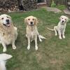 Golden  Retrievers/ English cream  Puppies