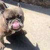 Blue brindle female French bulldog 