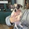 Chihuahua Puppy for Sale!