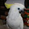 Baby Cockatoo - Triton Sulphur Crested - Female