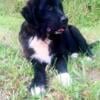 4 month old, obedience training, female puppy, Newfoundland.