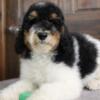 Mini F1bb Bernedoodle male 20-30 pounds as an adult