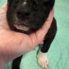 Black Male American Pit Bull Terrier Puppy for Adoption