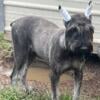 Giant Schnauzer Females