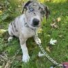 Australian Shepherd x Blue Heeler Puppies (3 left)