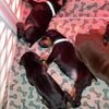 DOBERMAN PUPPIES