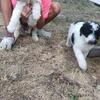 Gorgeous Party Standard Poodle Puppies