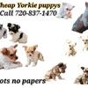 Yorkshire Terrier puppys