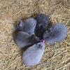 Bunnies
