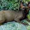 Sphynx Kittens Available