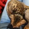 $750 Registered F5 Savannah kittens