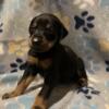 AKC DOBERMAN PUPPIES READ (July 24)