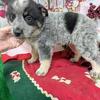 Chicago Aust. Cattledog X. Super Smart. Family PROTECTION!!!