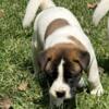 Akita Female Puppy (small adoption fee)