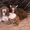 Chinese Crested