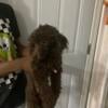 Russian imported chocolate toy poodle